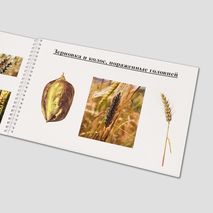 Определение спор головни методом микологической экспертизы зерна пшеницы пример страницы