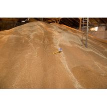 Вимірювання температури зерна пшениці на складі